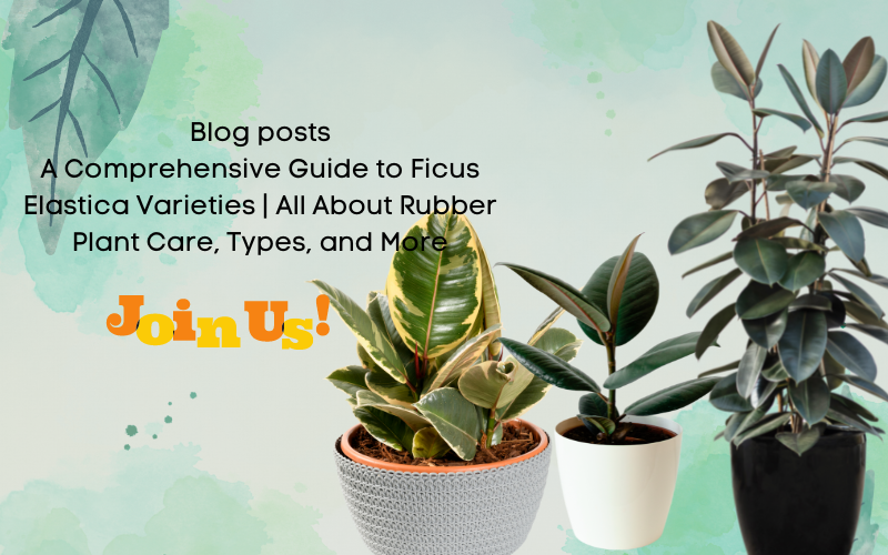 A Comprehensive Guide to Ficus Elastica Varieties | All About Rubber P ...