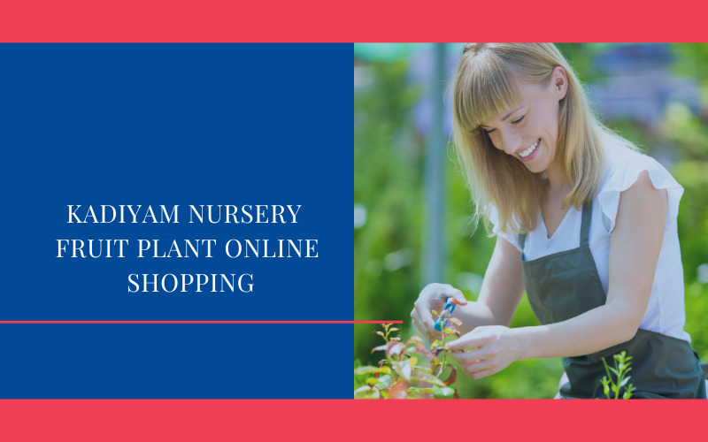 Kadiyam Nursery - Fruit Plant Online Shopping - Kadiyam Nursery