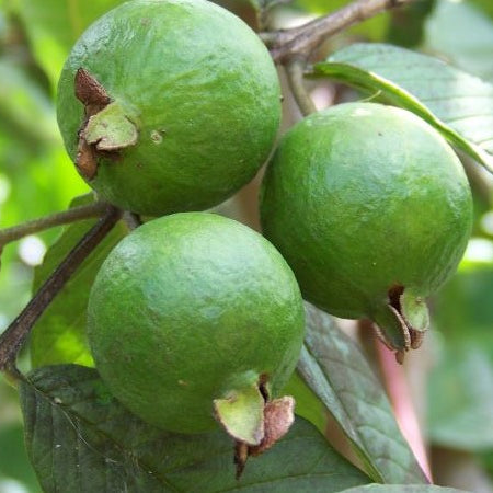 Top 10 Fruit Plants for Your Home Garden