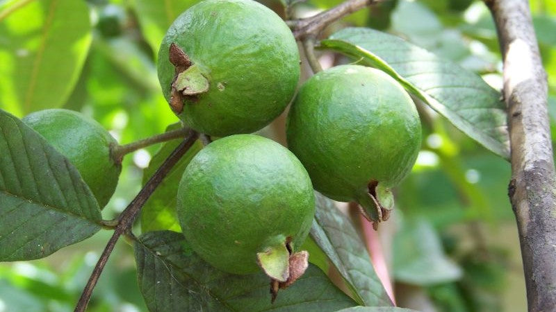 Top 10 Fruit Plants for Your Home Garden