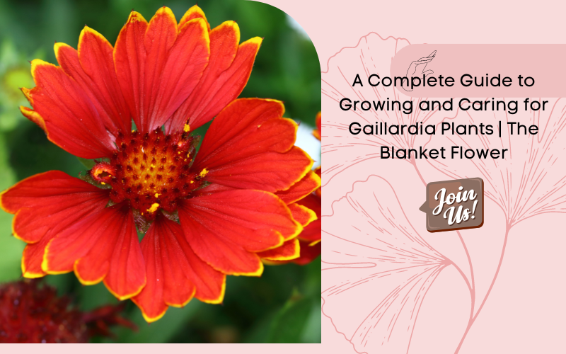 Gaillardia Plant