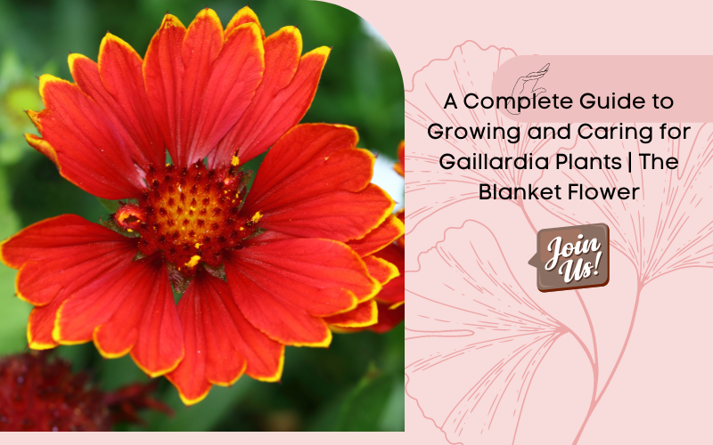 A Complete Guide to Growing and Caring for Gaillardia Plants The Bla Kadiyam Nursery