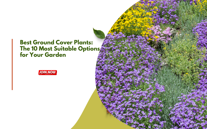 Ground Cover Plants