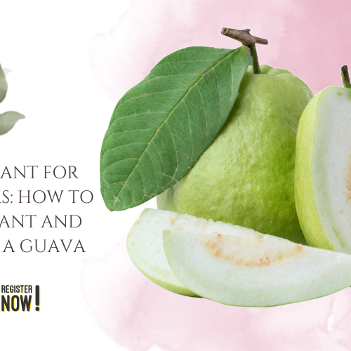 Guava Plant