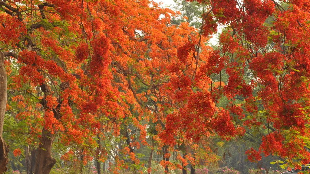 Gulmohar