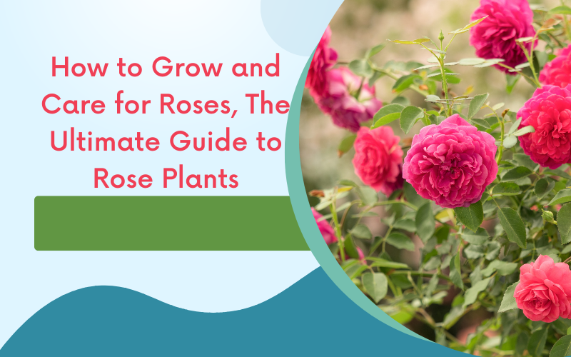 How to Grow and Care for Roses, The Ultimate Guide to Rose Plants