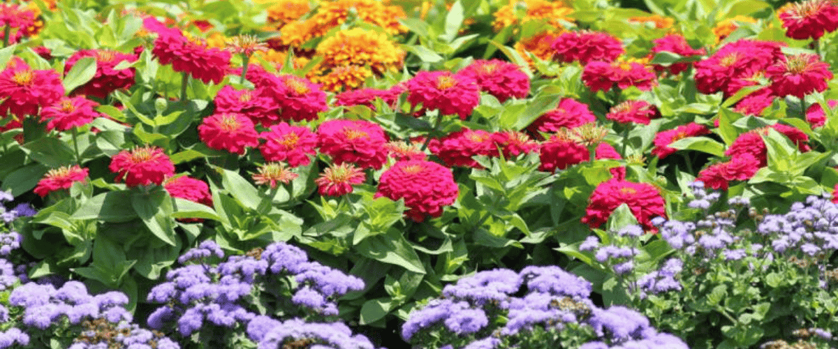 How To Plant A Beautiful Flower Garden How To Plant A Beautiful Flower Garden