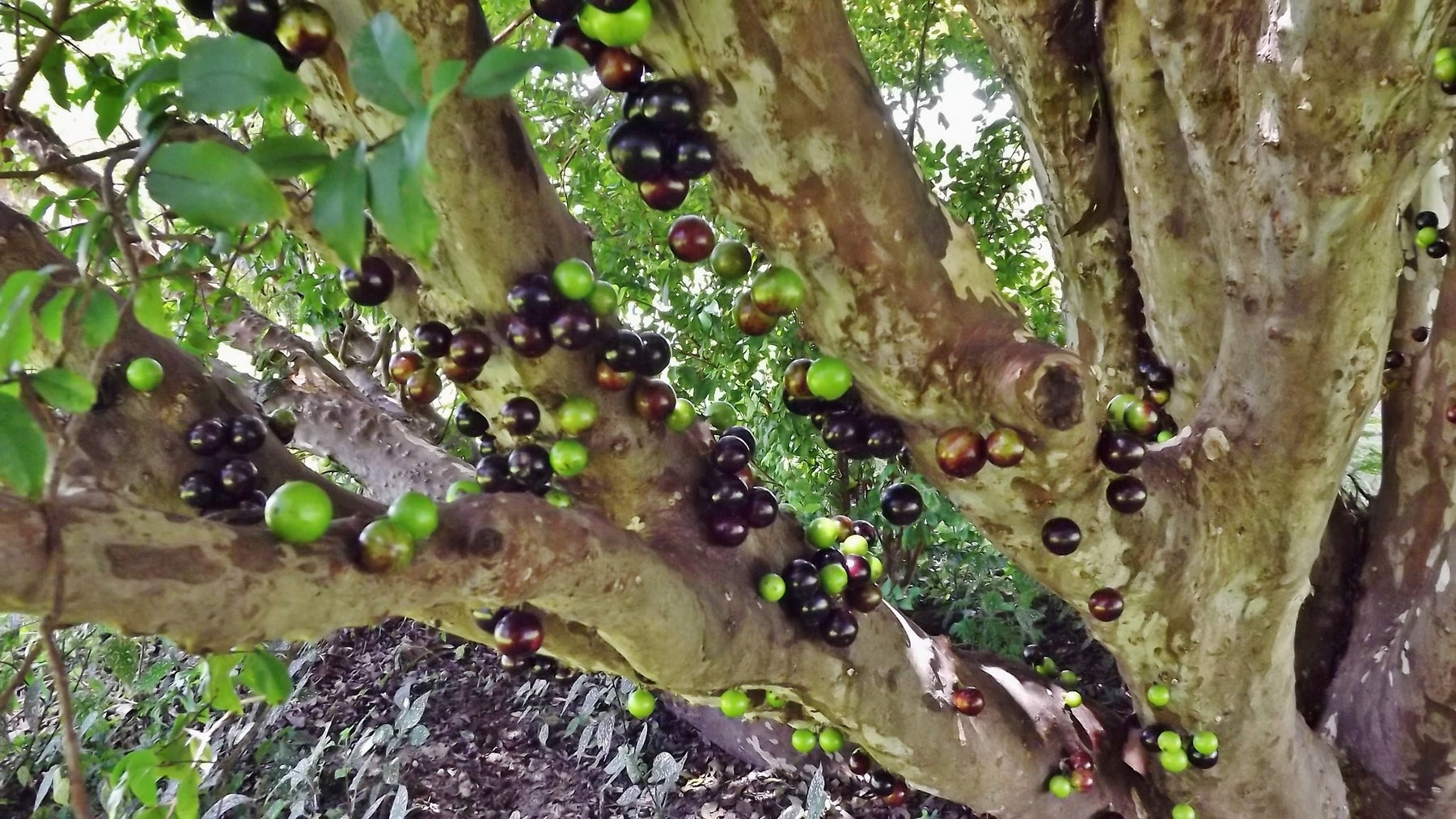 Jabuticaba