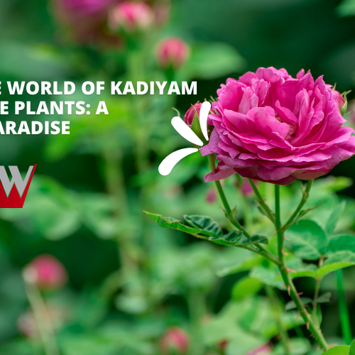 Kadiyam Nursery Rose Plants