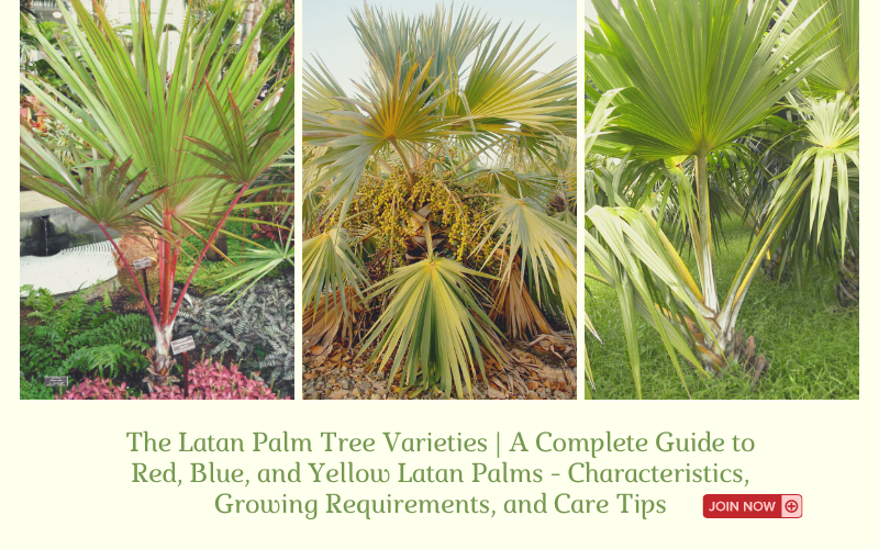 Latan Palm Tree