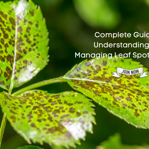 Leaf Spot Diseases