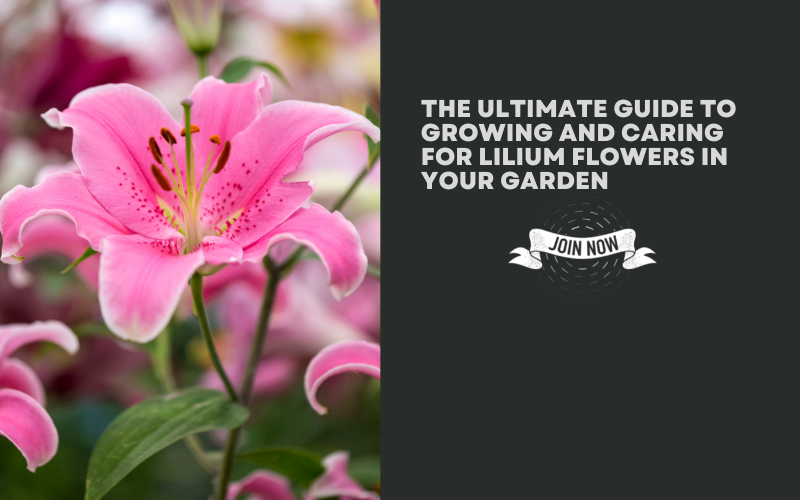 Lilium Flowers