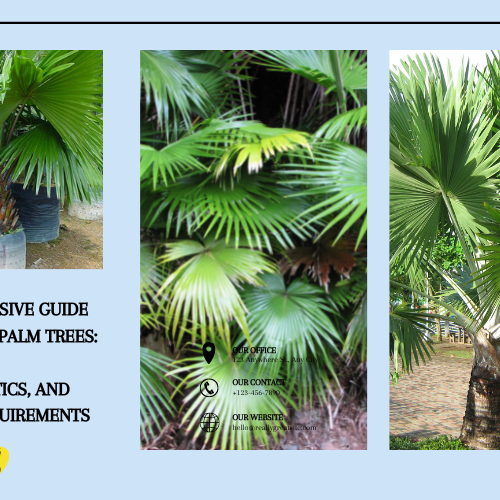  Livistona Palm