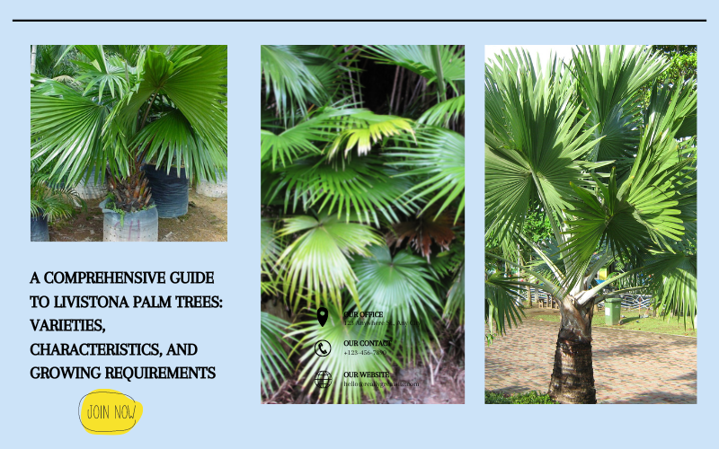  Livistona Palm