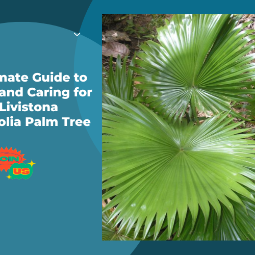Livistona Rotundifolia Palm