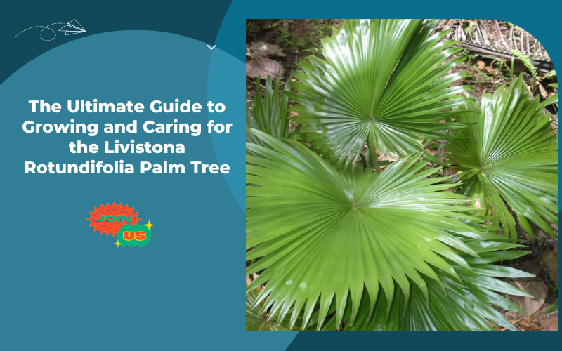 Livistona Rotundifolia Palm