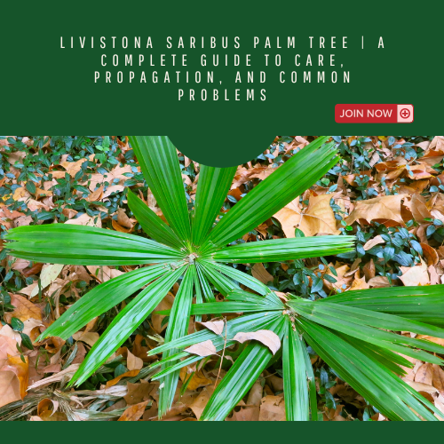 Livistona Saribus Palm