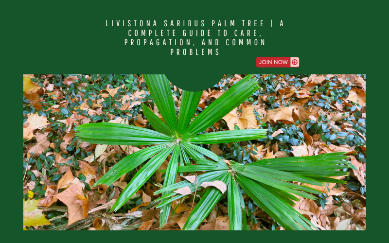 Livistona Saribus Palm