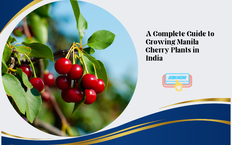 Manila Cherry Plants