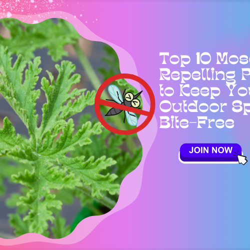 Mosquito-Repelling Plants
