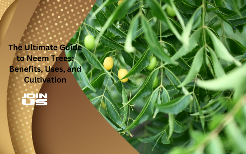 The Ultimate Guide To Neem Trees Benefits Uses And Cultivation — Kadiyam Nursery 2996