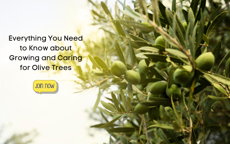 Everything You Need to Know about Growing and Caring for Olive Trees