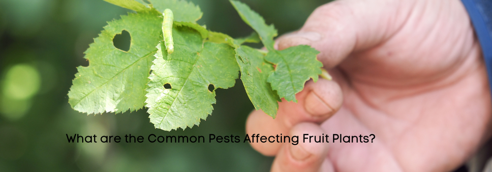 Pests Affecting Fruit Plants