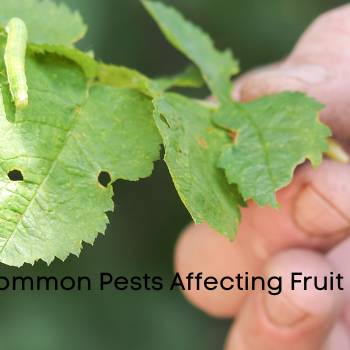 Pests Affecting Fruit Plants