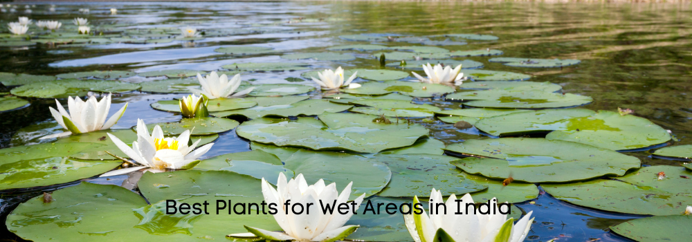  Plants for Wet Areas
