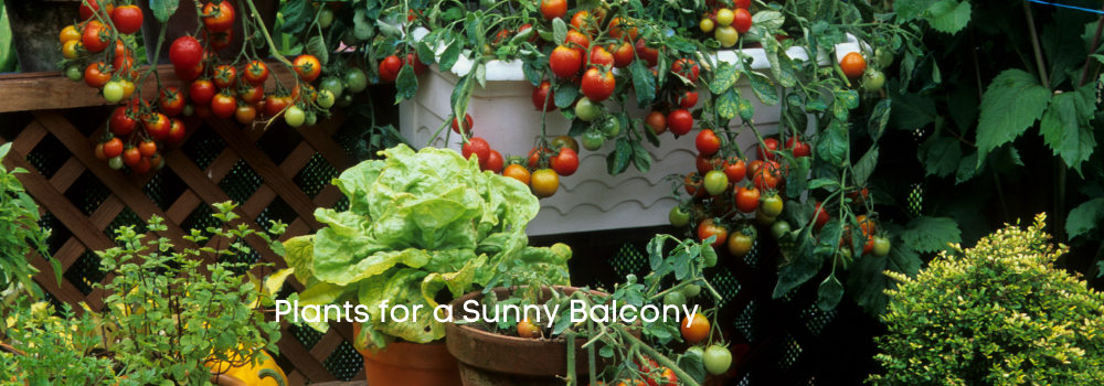 Plants for a Sunny Balcony