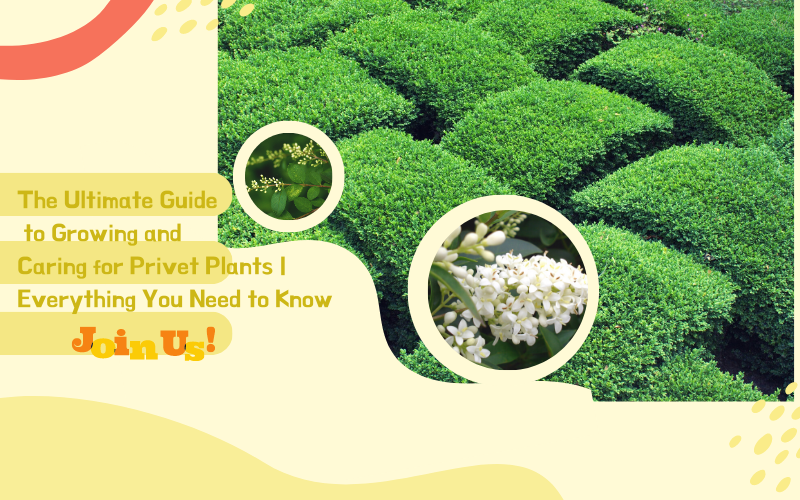 The Ultimate Guide to Growing and Caring for Privet Plants | Everythin ...