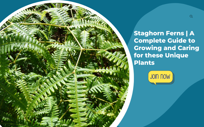 Staghorn Ferns