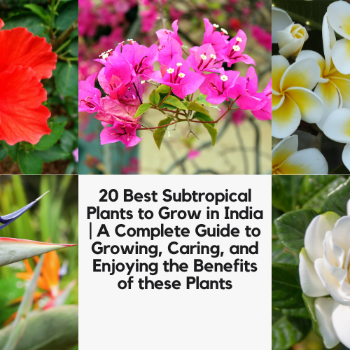 Subtropical Plants