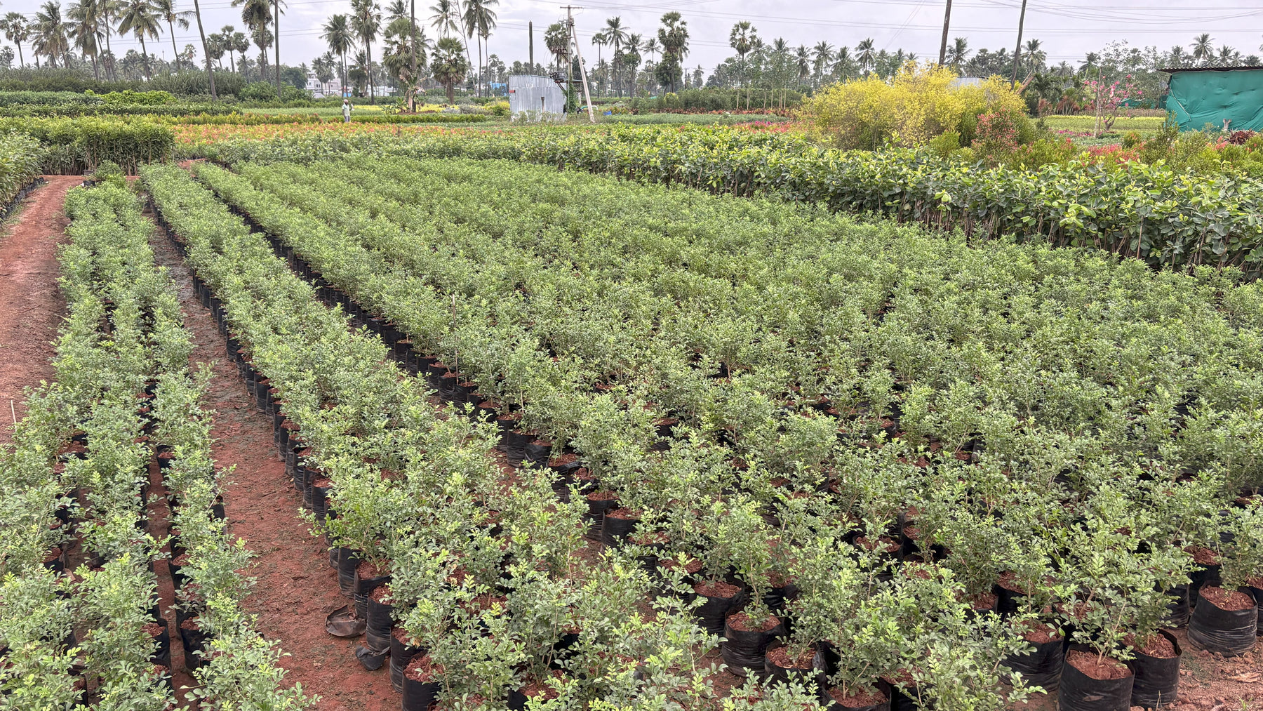 Telangana Garden Plants Supplier