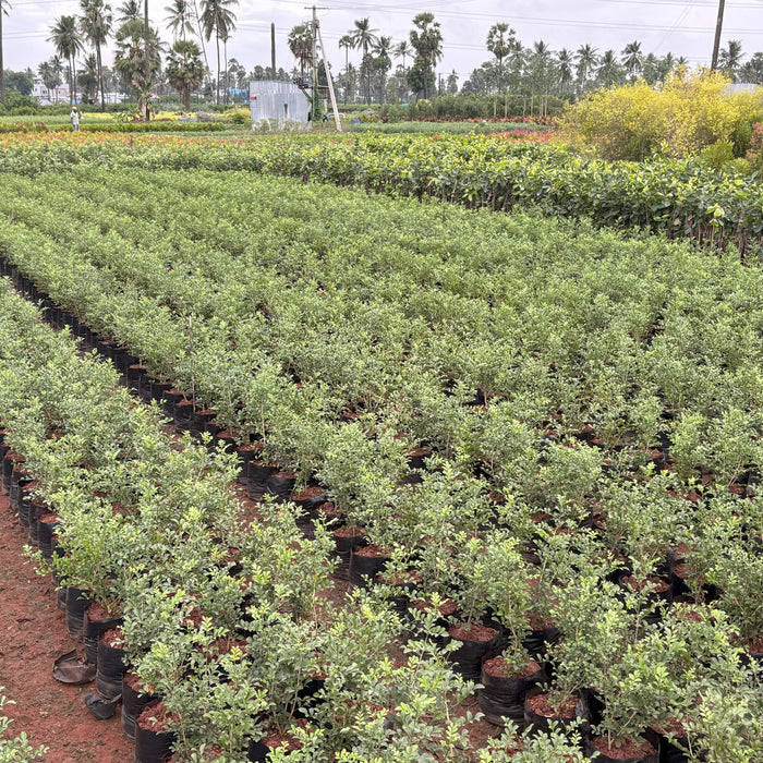 Telangana Garden Plants Supplier