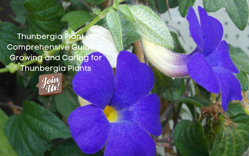 Thunbergia Plant A Comprehensive Guide to Growing and Caring for Thu