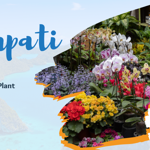 Tirupati Nursery plants