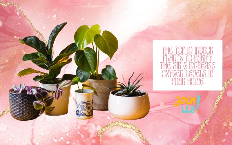 Top 10 Indoor Plants