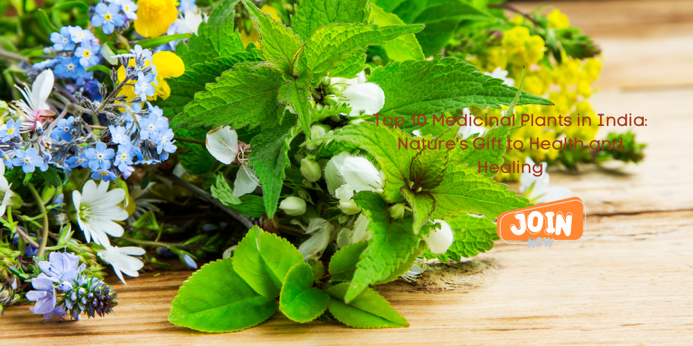 Top 10 Medicinal Plants in India