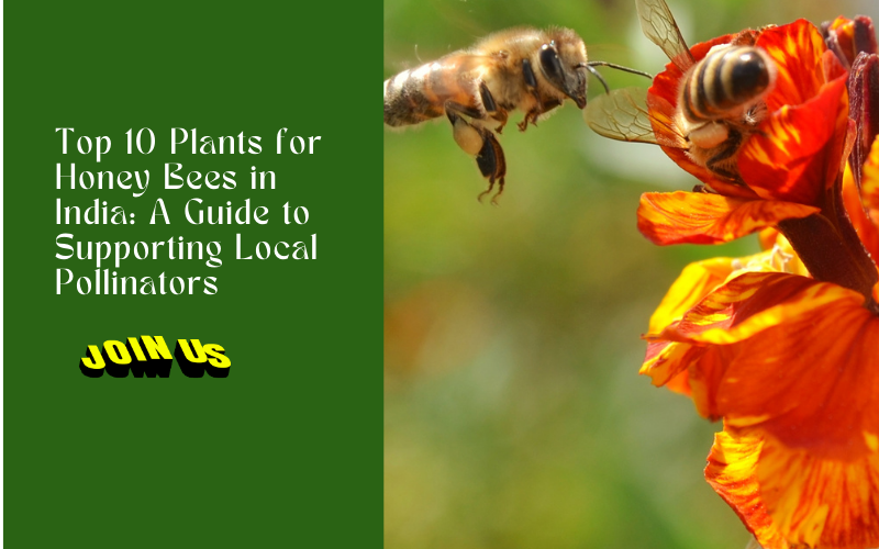 Top 10 Plants for Honey Bees in India A Guide to Supporting Local Pol