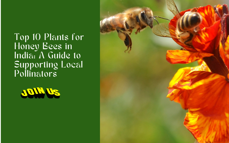 Top 10 Plants for Honey Bees