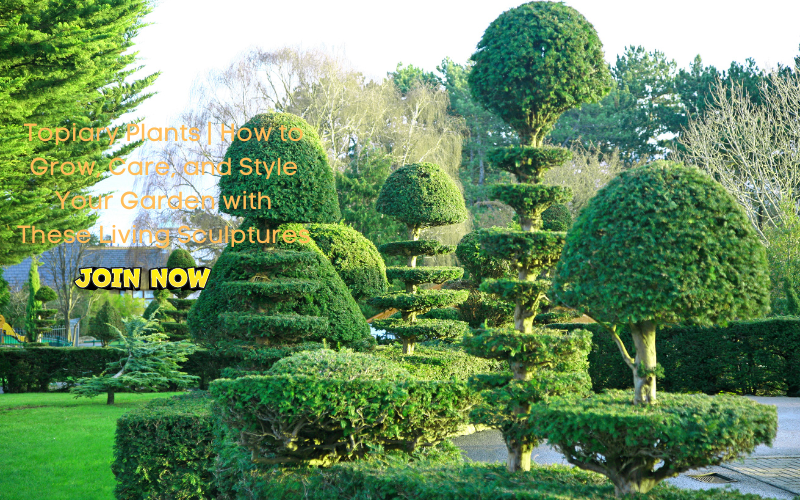 Topiary Plants How to Grow, Care, and Style Your Garden with These L