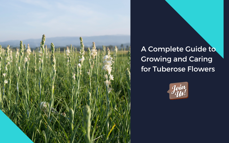 A Complete Guide to Growing and Caring for Tuberose Flowers — Kadiyam