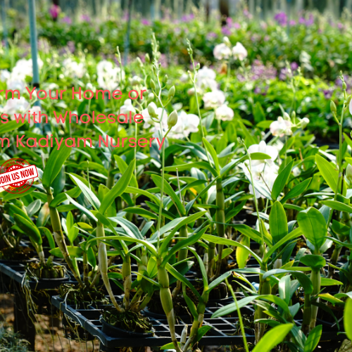 Wholesale Plant Kadiyam Nursery