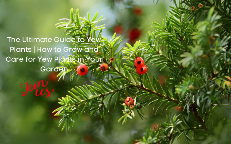 The Ultimate Guide to Yew Plants How to Grow and Care for Yew Plants