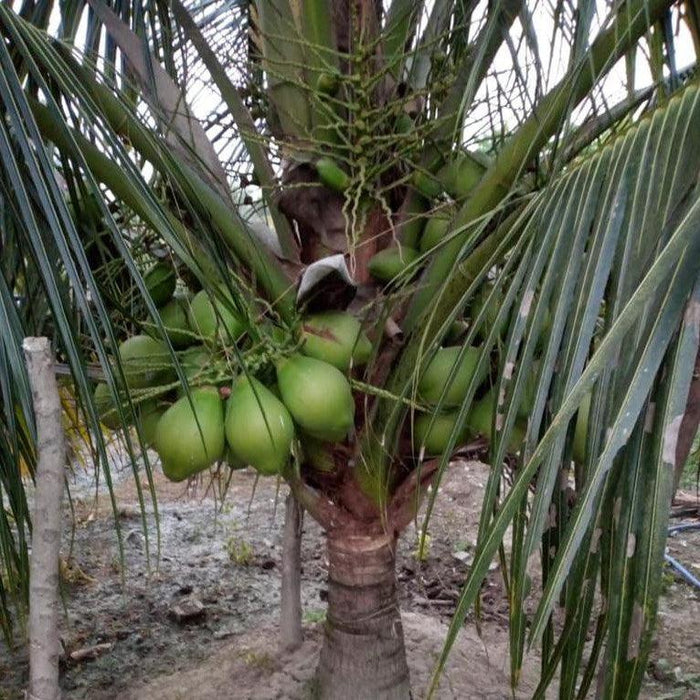 A Brief Introduction to the Chennangi Coconut Plant - Kadiyam Nursery