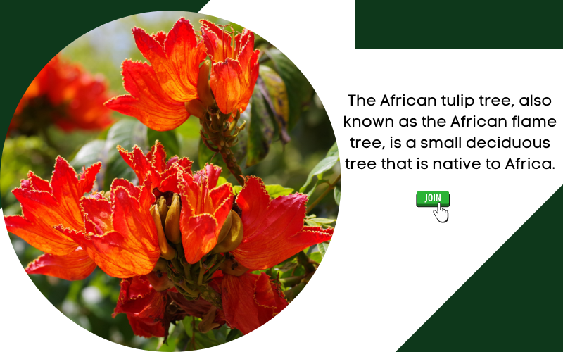 The African tulip tree, also known as the African flame tree, is a sma ...