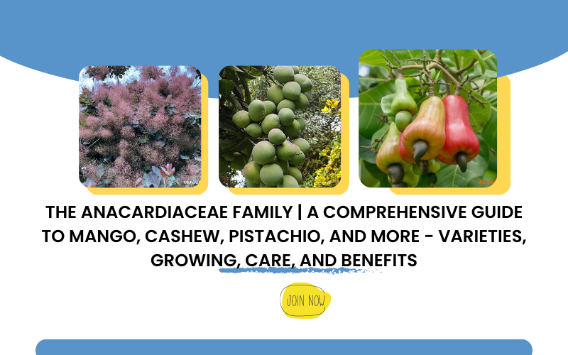 anacardiaceae family