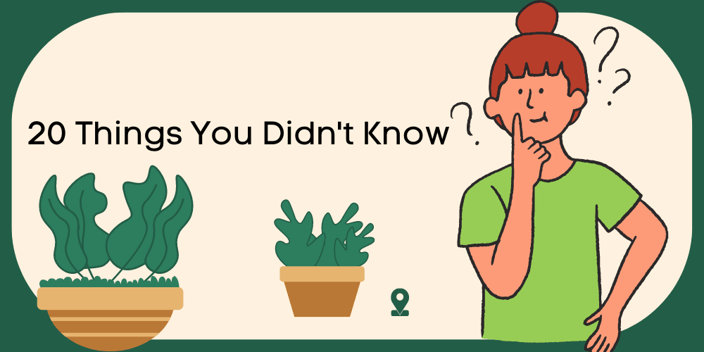 20 Things You Didn't Know About Kadiyam Nursery Plants - Kadiyam Nursery