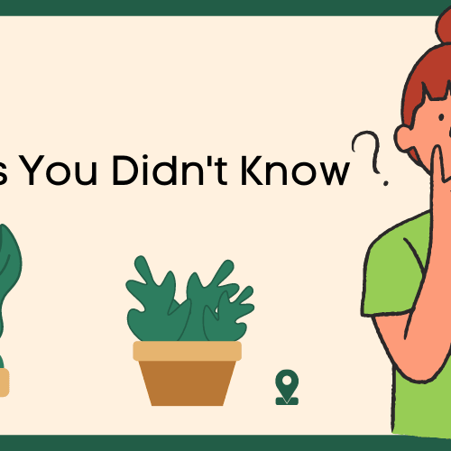 20 Things You Didn't Know About Kadiyam Nursery Plants - Kadiyam Nursery